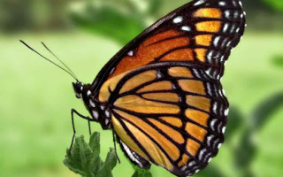 If I Were A Butterfly