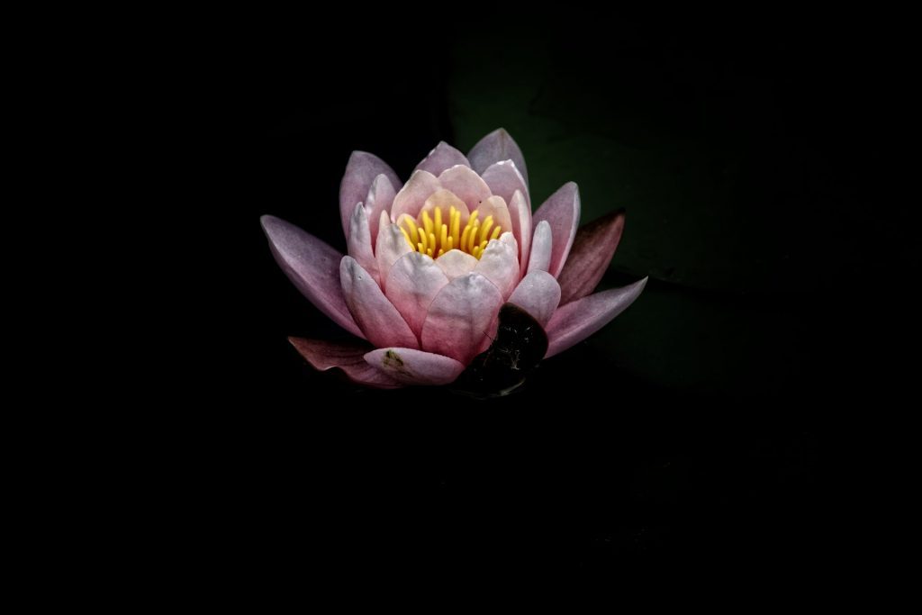 Lotus Flower as a Buddhist Symbol | Photo by DAVIDCOHEN on Unsplash